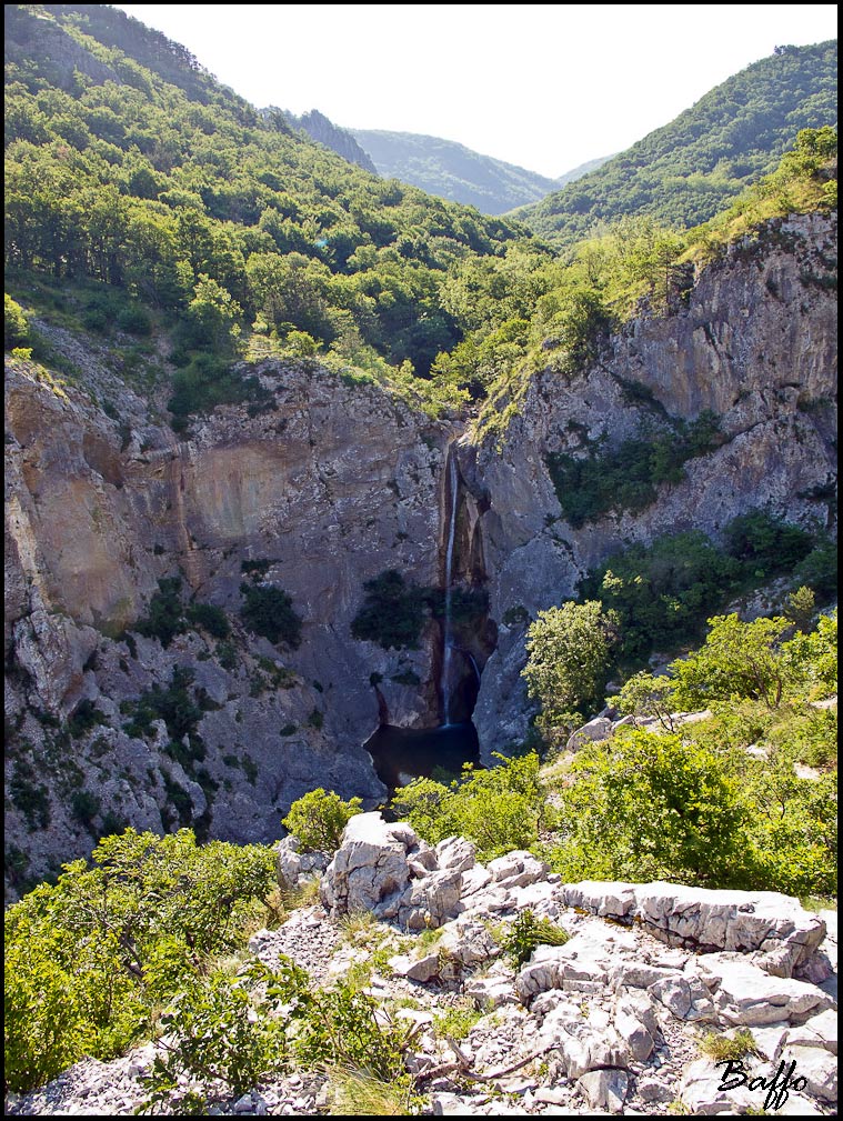 Gambero di fiume.